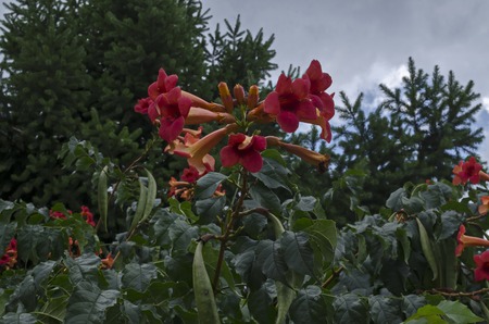 Red bloom and leaves of Trumpet creeper or  Campsis radicans tree  in street, town Delchevo, Macedonia, Europeの写真素材