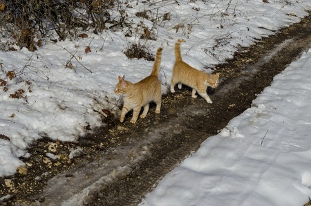 Fresh view of snowy  deciduous forest with dirt road and two yellow cats in winter near  Zavet town, Bulgaria, Europeの写真素材