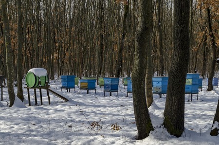 Snowy view toward apiary with bee hive in the winter field at deciduous forest, Zavet town, Bulgaria
