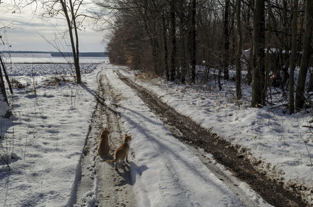 Fresh view of snowy  deciduous forest with dirt road and two yellow cats in winter near  Zavet town, Bulgaria, Europeの写真素材