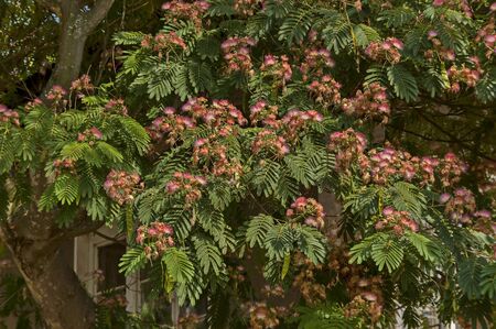 Albizia julibrissin Durazz  or Persian, mimosa tree with beautiful flowers in Sredna gora mountain, Bulgariaの写真素材