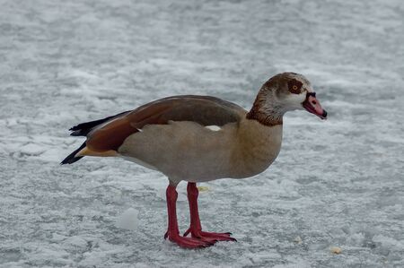 Egyptian goose on the surface of a frozen lake in winter, Sofia, Bulgariaの写真素材