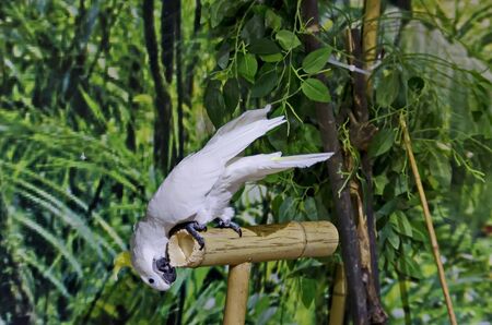 Curious white Cockatoo Parrot sitting on a branch in garden, Sofia, Bulgariaの写真素材