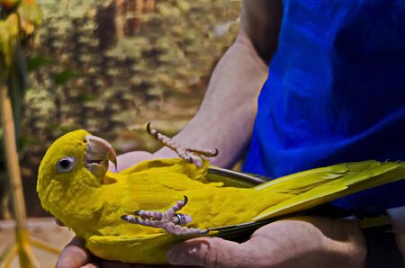 Curious parrot or Psittaciformes with mixed yellow and green feathers lies on the doctor's hand, Sofia, Bulgariaの写真素材