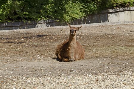 Single brown llama resting away in farmyard, Sofia, Bulgariaの写真素材