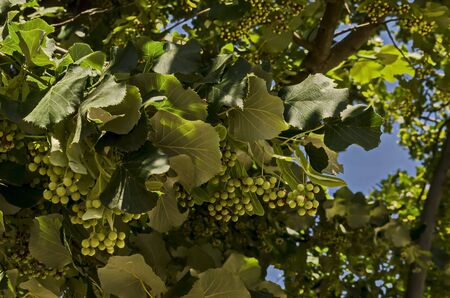 The seeds of a Linden tree in summer, village Zhelyava, Bulgaria
