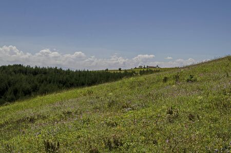 Beautiful coniferous forest, fresh meadow  with different  blooming wild flowers  with  old chapel...