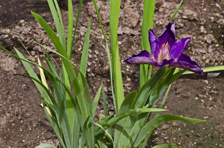 A single purple iris flower blooming in spring, Sofia, Bulgariaの写真素材