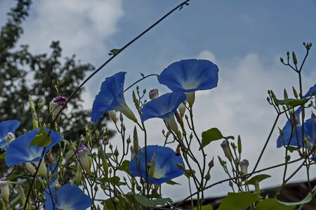 Stack blue color petunia flower in the fence, Panagyurishte town, Bulgariaの写真素材