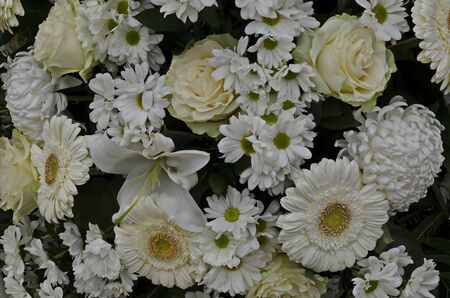 Natural background from blooming white gerbera flower,  lily, dahlia, daisy  and rose, Sofia, Bulgariaの写真素材
