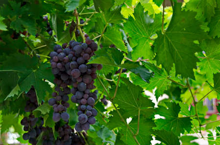 Bunch of freshly ripened pink grapes for wine on the vine, town  Zavet, Bulgaria