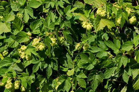 Female flowers of Humulus lupulus, also called hops, in the forest under the warm sun, Sofia,...