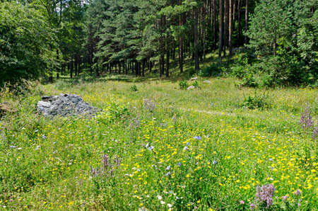 Green forest and flower meadows in Rila Mountain, Bulgariaの写真素材