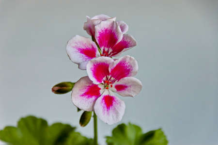 Pelargonium or geranium mixed white with pink color close-up color and buds, Sofia, Bulgaria