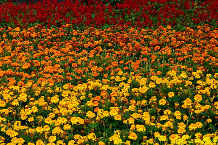 Field of yellow and orange marigold and Salvia splendens, Scarlet Sage or Tropical Sage in summer garden, Sofia, Bulgariaの写真素材