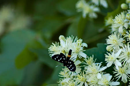 A small dark butterfly sits in the white blossom  of the old beard or clematis vitalba, Nisovo, Bulgariaの写真素材