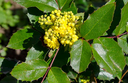 Mahonia aquifolium shrub with yellow flower, evergreen bush with spiny leaves in bloom, Sofia,...