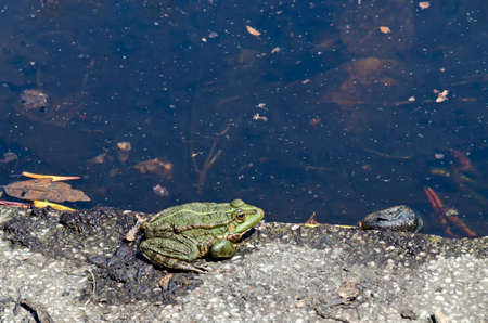 A green frog or wound, an amphibian, heats up in the sun near a lake in the park, Sofia, Bulgariaの写真素材