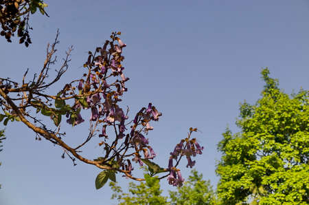 Purple flowers of the Jacaranda tree in Spring, Sofia, Bulgaria