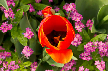 View of a flowering single bright red tulip with leaves on the background of a garden with blooming...