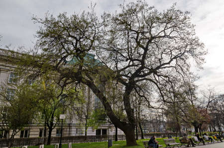 Cozy place for spring relaxation with friends under the loose shade of the trees in the park, Sofia, Bulgariaの写真素材