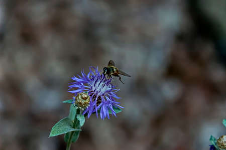 Honey bee on  bloom thistle or wild purple flower collect pollen. Wild nature landscape, Vasilyovo, Bulgariaの写真素材