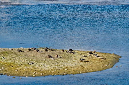 A group of pigeons with colorful feathers are released on an island in the lake, Drujba region, Sofia, Bulgariaの写真素材
