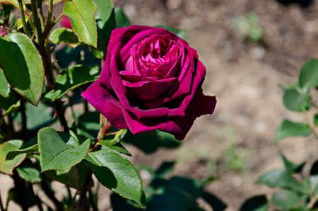 Blooming rose bush with pink flowers in the rose garden, Sofia, Bulgariaの写真素材