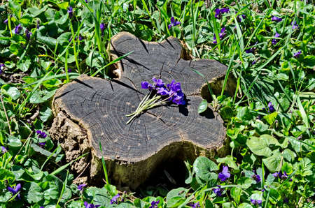 Bouquet of purple field violets on a part of a cut log with annual circles, Sofia, Bulgariaの写真素材