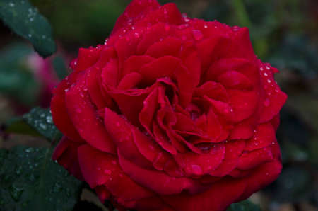 Flowering rose bush in the garden with red flowers covered with raindrops, Sofia, Bulgaria