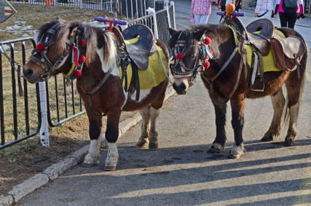 View from the famous ski resort Borovets with pony horses, ready to entertain guests, Bulgariaの写真素材