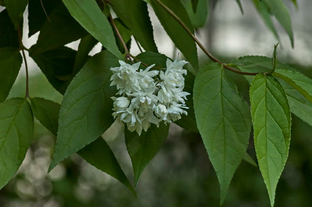 Jasmine twig with flower and bud, Sofia, Bulgaria