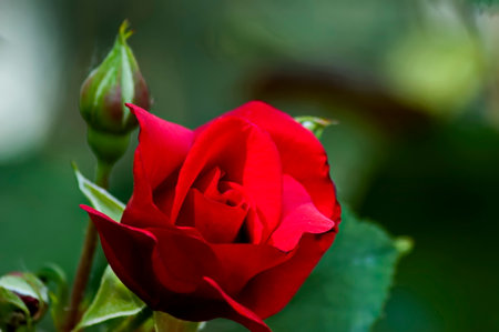 Photo of a rose bush with blooming red color in a nature park, Sofia, Bulgariaの写真素材