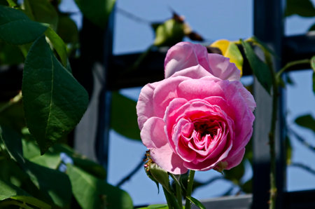 A view of a rosy rose bush in bloom, Sofia, Bulgariaの写真素材