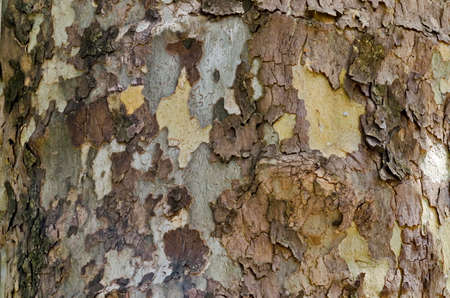 Natural background of pine bark in the park Military Academy of Sofia, Bulgaria, Europe