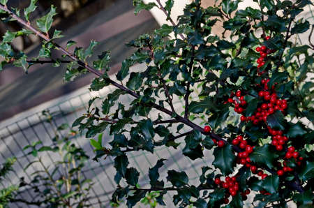 Branch of Ilex aquifolium or European holly with red berries and green leaves, Sofia, Bulgariaの写真素材