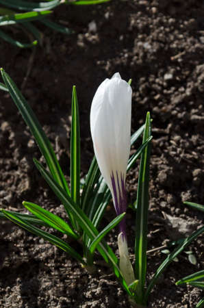 Beautiful spring white crocus  in the garden, Sofia, Bulgaria