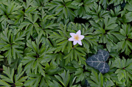 White bloom wood anemone flower or Anemone nemorosa surrounded by many green leaves, Sofia, Bulgaria