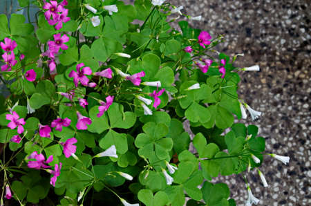 Close up of flowering oxalis articulata wood sorre, Sofia, Bulgaria