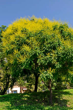 Twig with leaves and blossom of a celestial tree or Ailanthus altissima, Sofia, Bulgariaの写真素材