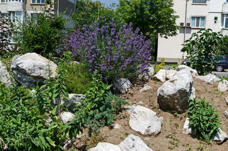Fresh flowering lavender in the rockery garden with perennial plants, Sofia, Bulgariaの写真素材