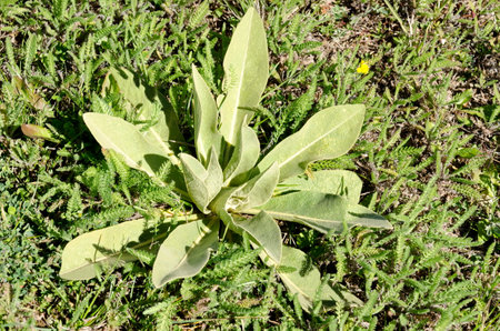Mullein, Verbascum thapsus or wild lambs ear weedin  in Plana mountain, Bulgaria