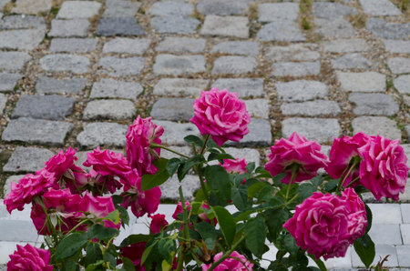 <p>Photo of a rose bush&nbsp;with blooming pink color in a nature park, Sofia, Bulgaria&nbsp;&nbsp;</p>の写真素材
