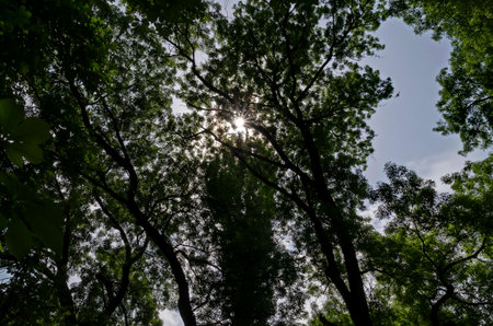 Natural background of tops of fresh spring forest with beautiful branched trees with lots of green leaves and sun, Sofia, Bulgariaの写真素材