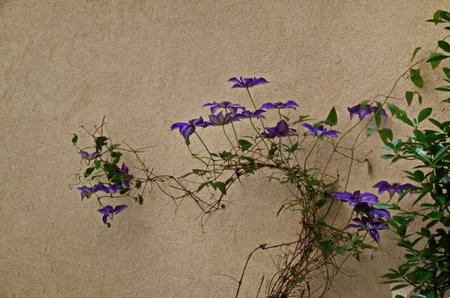 Purple clematis  in bloom at natural outdoor garden, Sofia, Bulgariaの写真素材