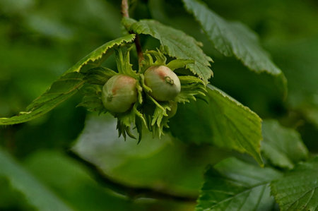 Twig  hazelnut or corylus  tree in garden with fruits ready to eat, Sofia, Bulgaria