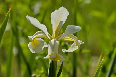 A white iris flower blooming in spring, Sofia, Bulgaria