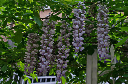 View of full bloom purple wisteria with flower and leaves in the garden, Sofia, Bulgariaの写真素材