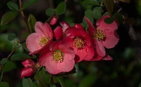 Twig Japanese quince or Chaenomeles speciosa, blooming with a delicate red color in spring, Sofia, Bulgariaの写真素材