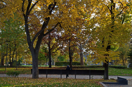 Amazing picturesque autumn view in a garden with deciduous trees and wooden benches for relaxation, Sofia, Bulgariaの写真素材